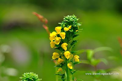 Bunch of flowers in the Valley of Flowers