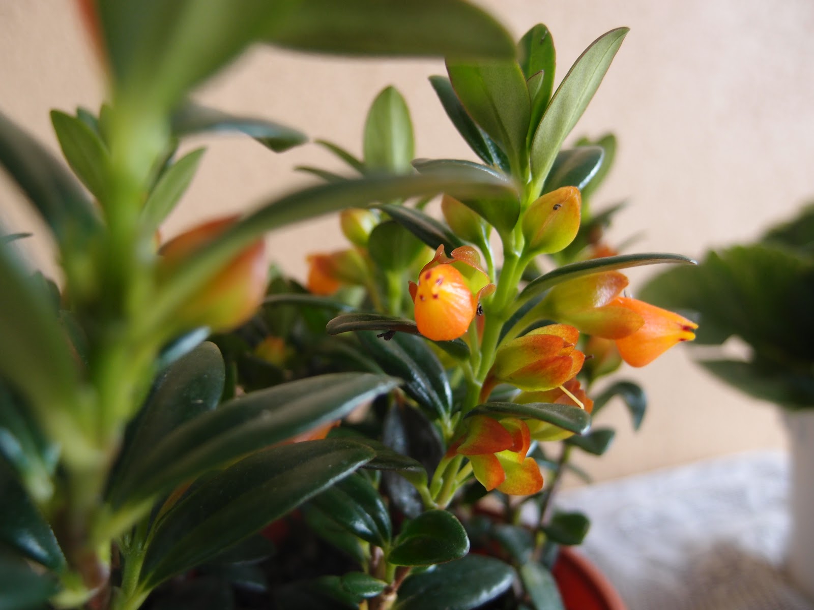 Xing Fu GOLDFISH PLANT