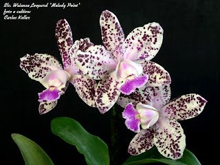 Blc. Waianae Leopard 'Melody Point' Blc. Waianae Leopard 'Melody Point'