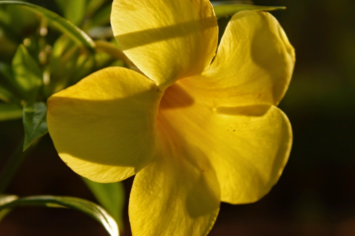 Life at Dharwad golden trumpet