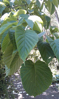 Davidia vilmoriniana - Handkerchief Tree Ruskin Park Topside Of Leaves