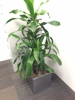 installation and guarantee of live green office plants;