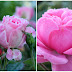 Pink Saturday