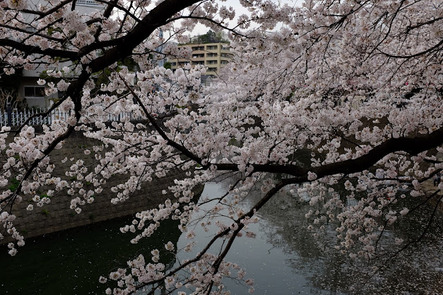Sakura cherry blossom gumyoji yokohama japan