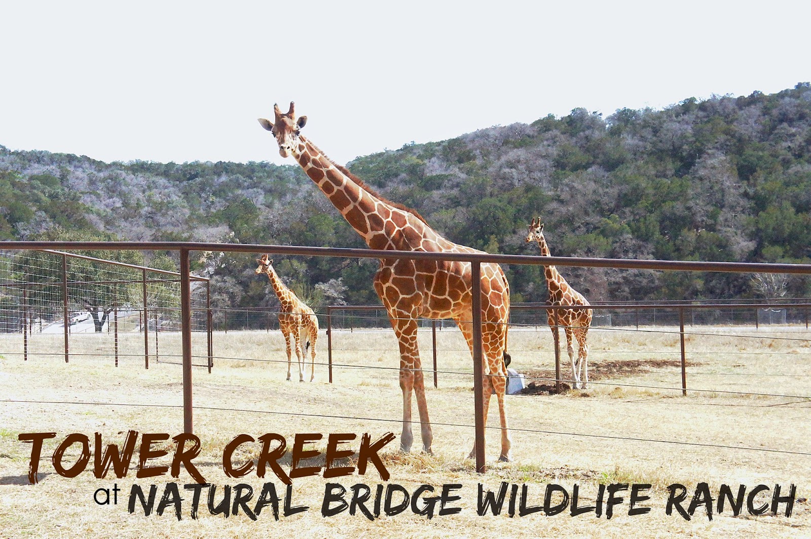 New! Tower Creek at the Natural Bridge Wildlife Ranch