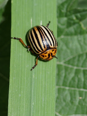 Leptinotarsa decemlineata