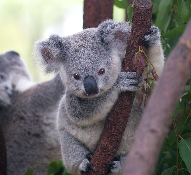 Koala Water