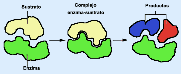 IMPORTANCIA BIOLOGICAS importancia biologicas: