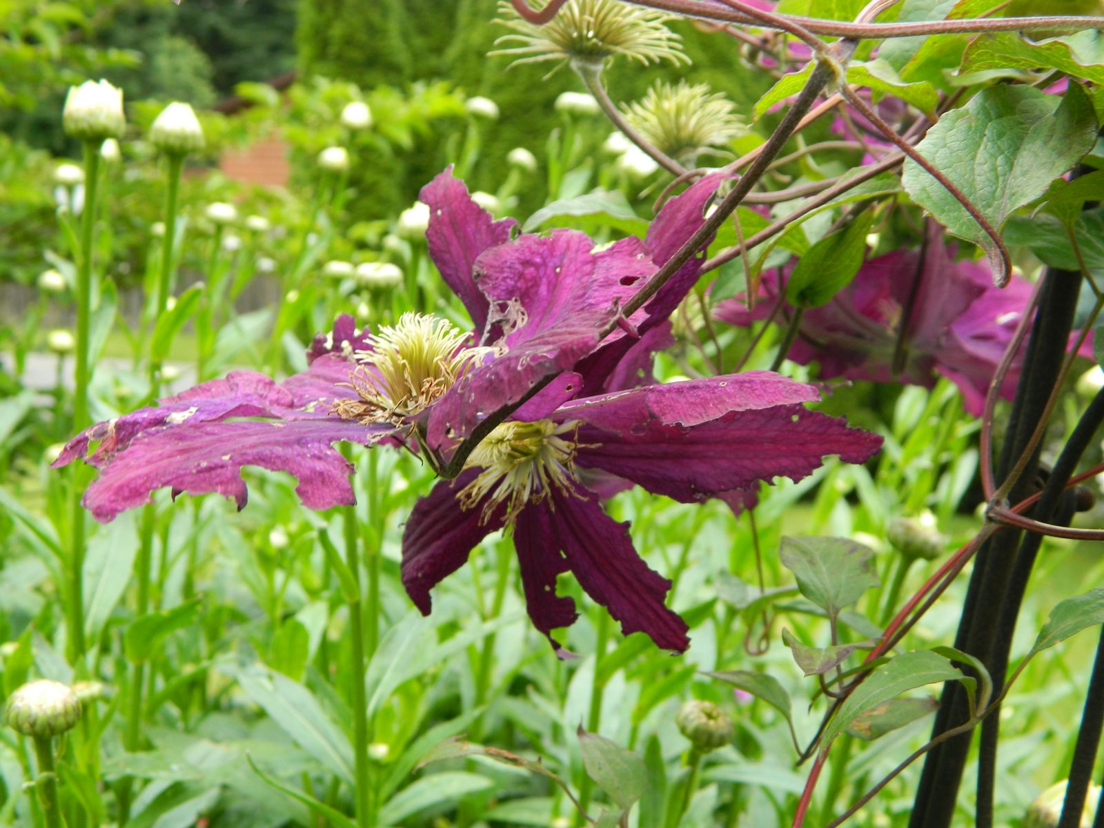 Gardens + Insects Damage to Clematis Flowers Answered