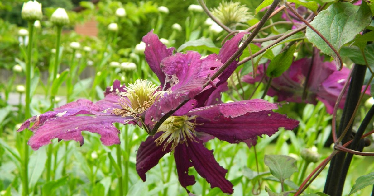 Gardens + Insects Damage to Clematis Flowers Answered