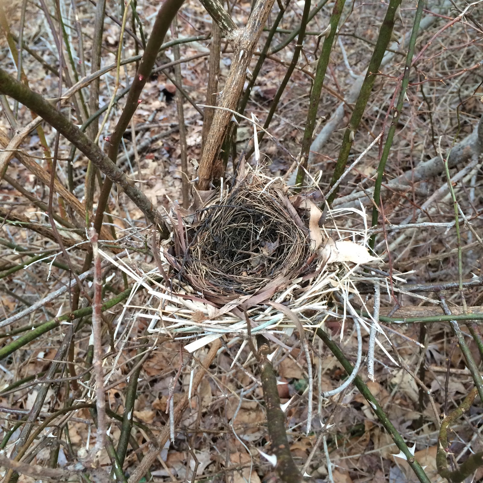Bird's Nest in a Thorn Bush Content in a Cottage