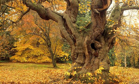 Old Chestnut Tree