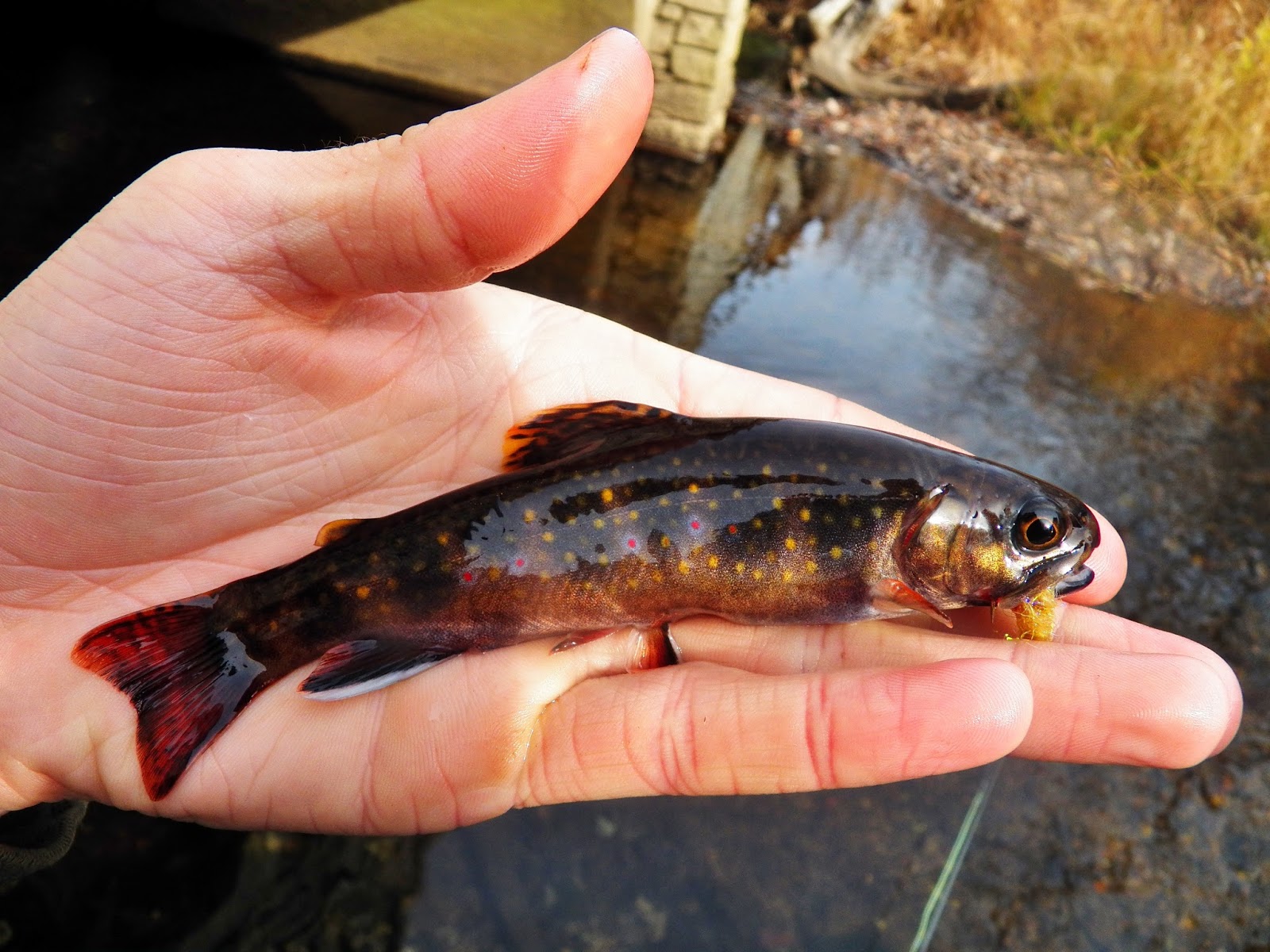 Connecticut Fly Angler A Memorable Brook Trout