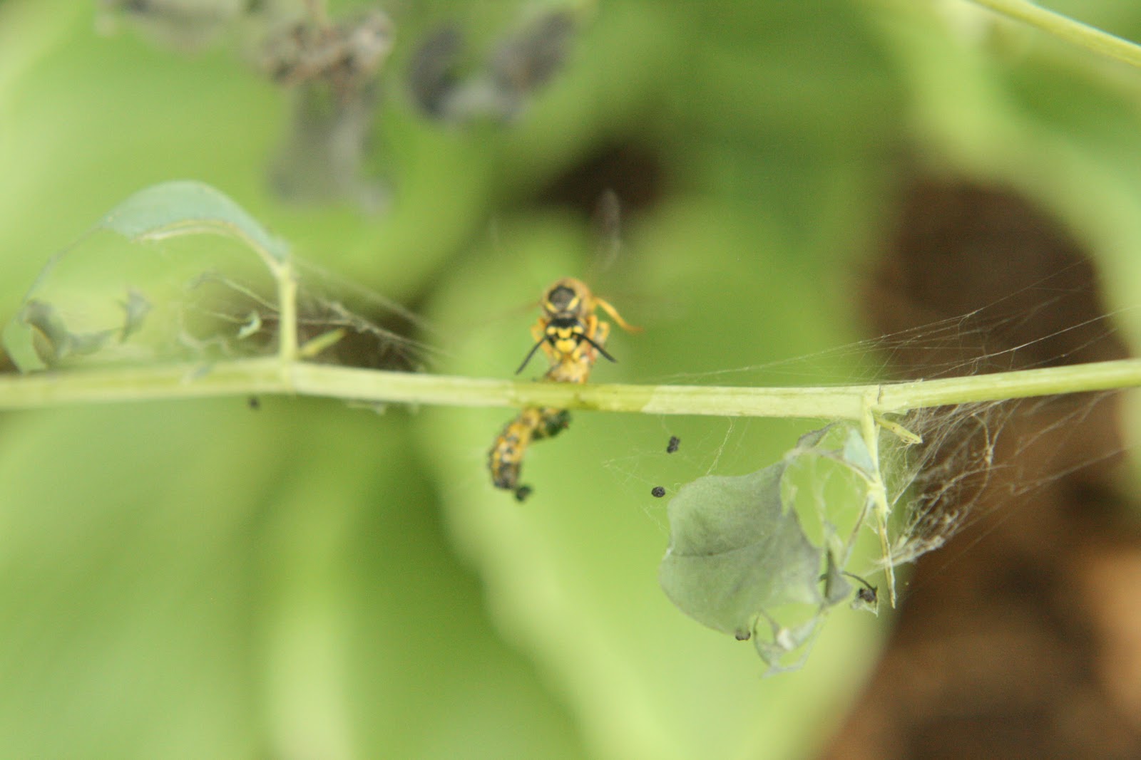 Cheesehead Gardening Yellow Jacket vs. Caterpillar