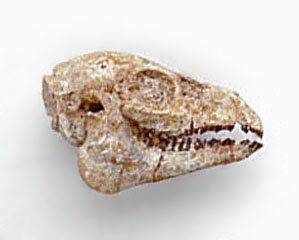 Cainotherium skull