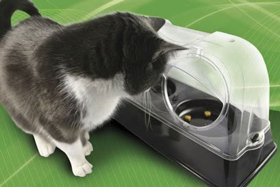 Cat Keeps Eating Food Off Floor Getting Diarrhea Cat Keeps Eating Food Off Floor Getting Diarrhea