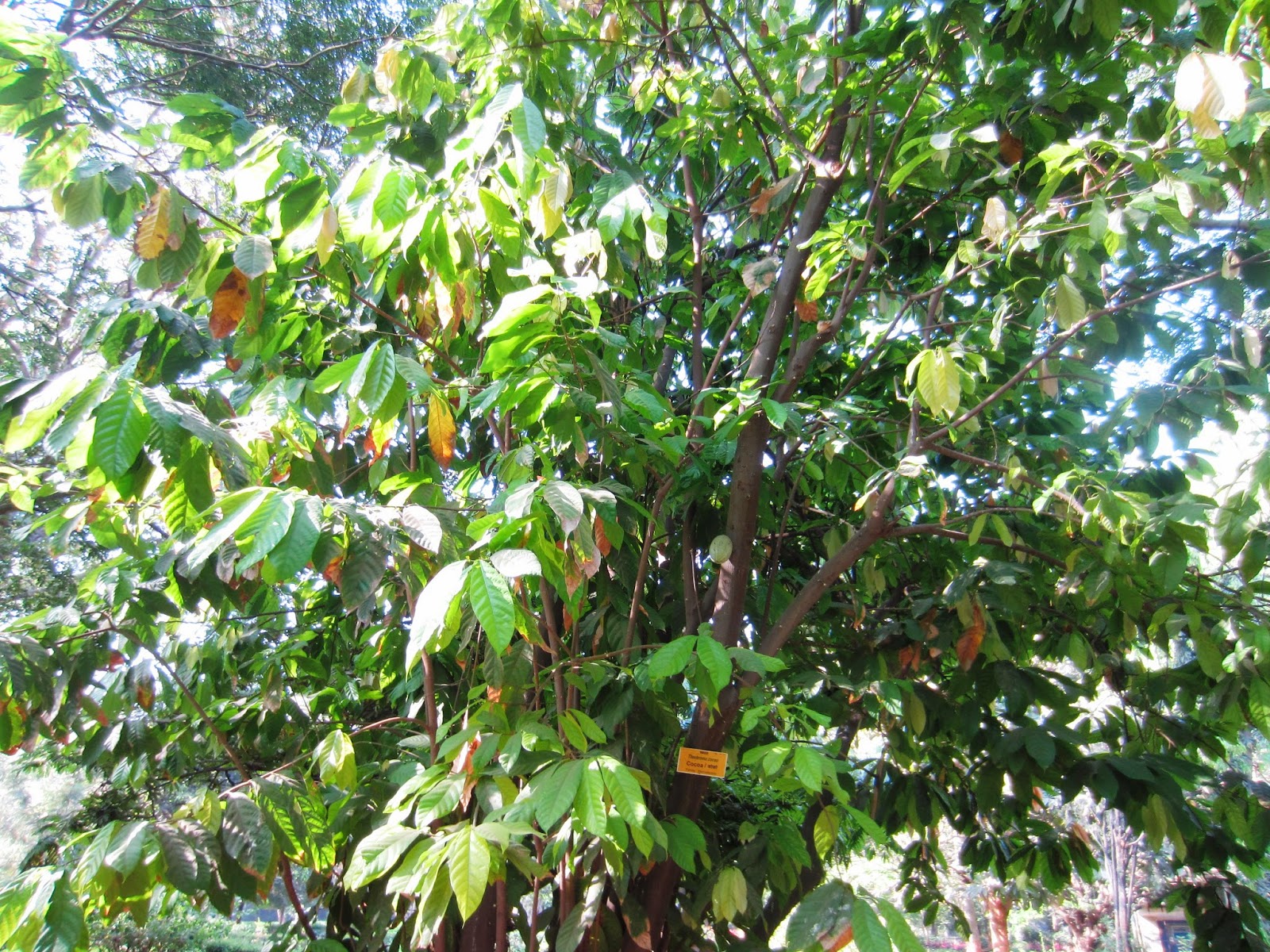 Cocoa tree Cocoa tree