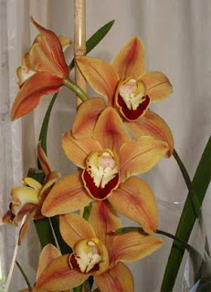 Orquideas cuidados orquideas cuidados