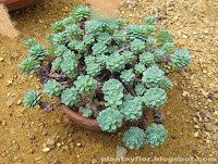 Rhodiola pachyclados