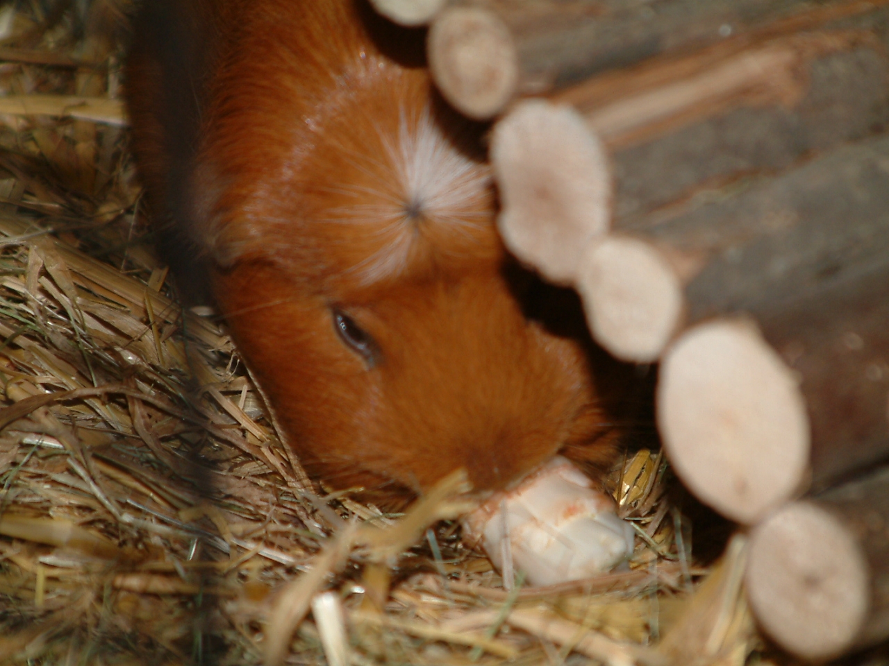 Het leven met cavia's: caviastreken