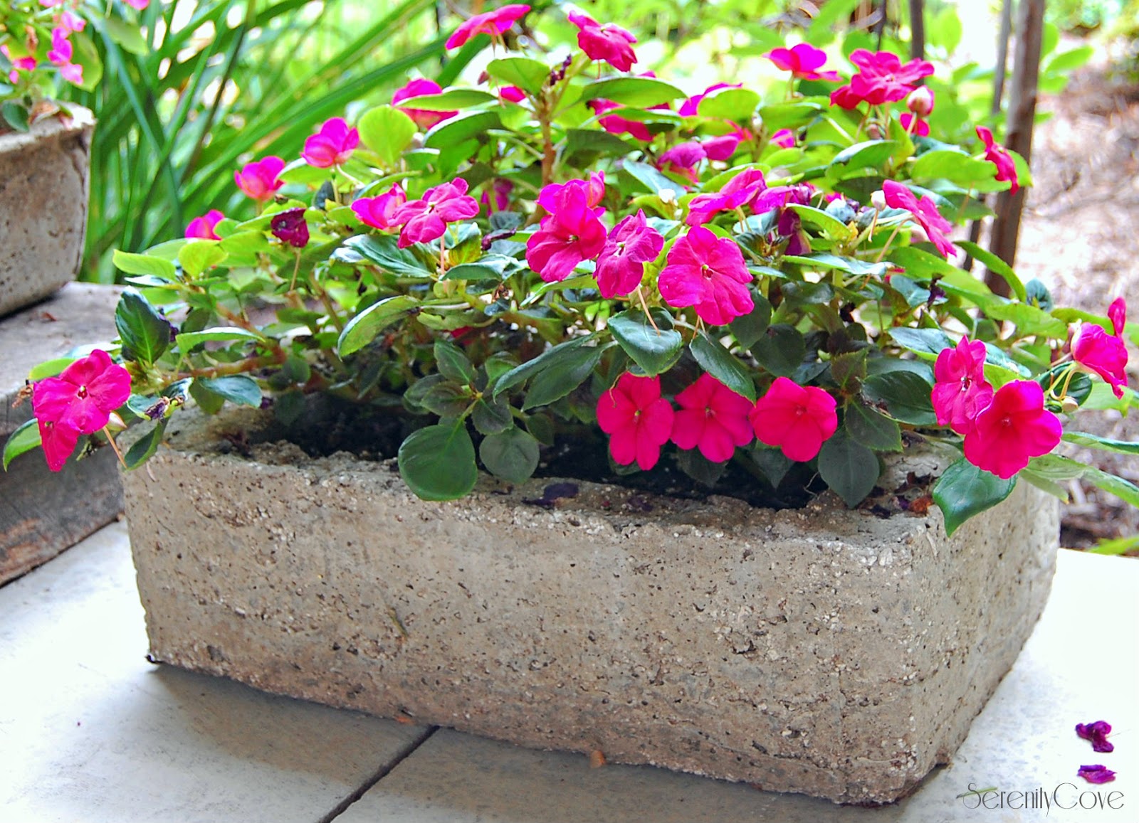 Serenity Cove Hypertufa Planters