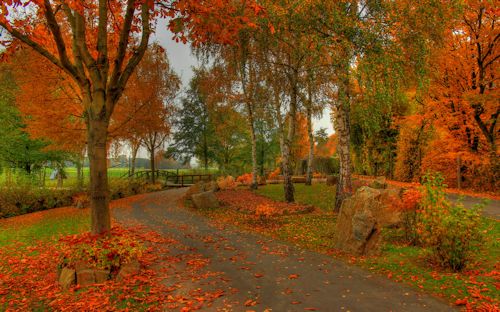 Arboles y Bosques en Otoño