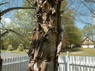 River birch tree trunk