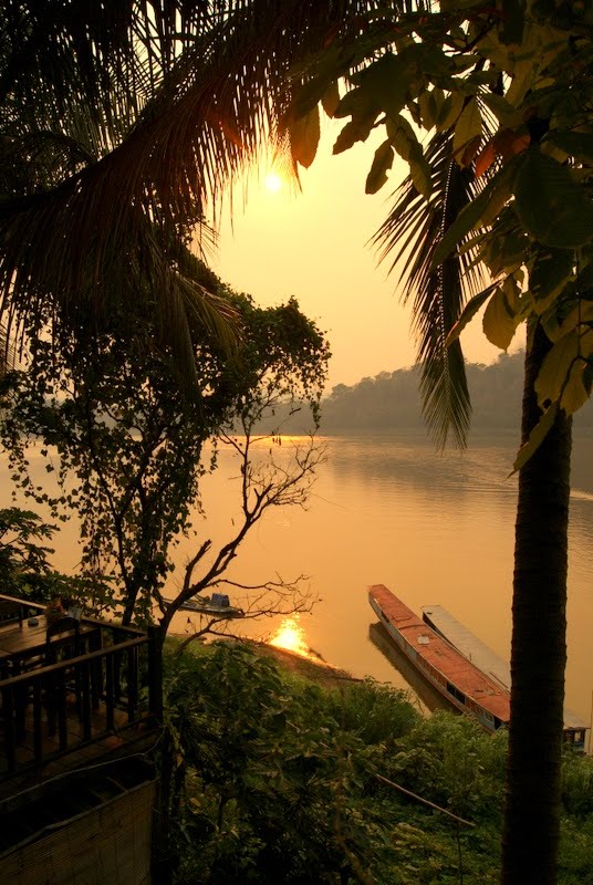 Mekong+river+catfish