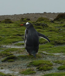 A gentoo penguin on Bertha's beach