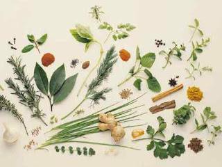 Plante ervas de chá e tenha uma farmácia em casa ervas medicinais