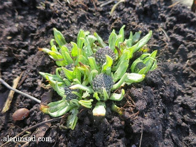 Primula denticulata, примулы, мелкозубчатая, весна, веcной, ростки, черенки, аленин сад, aleninsad