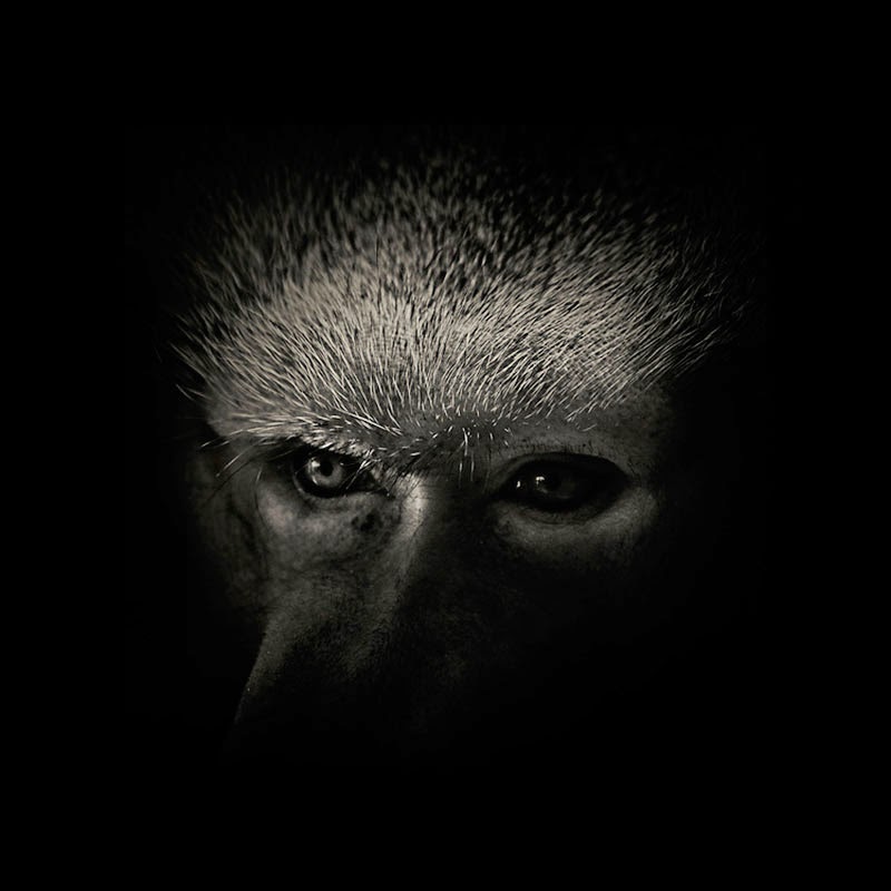 animales salvajes en blanco y negro de Alex Stephen Teuscher
