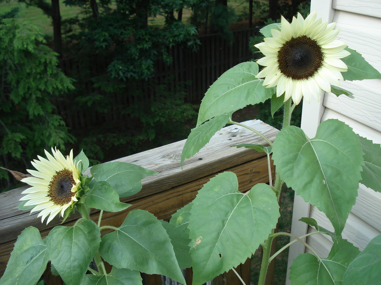 Bumble Lush Garden Introducing Coconut Ice Sunflowers