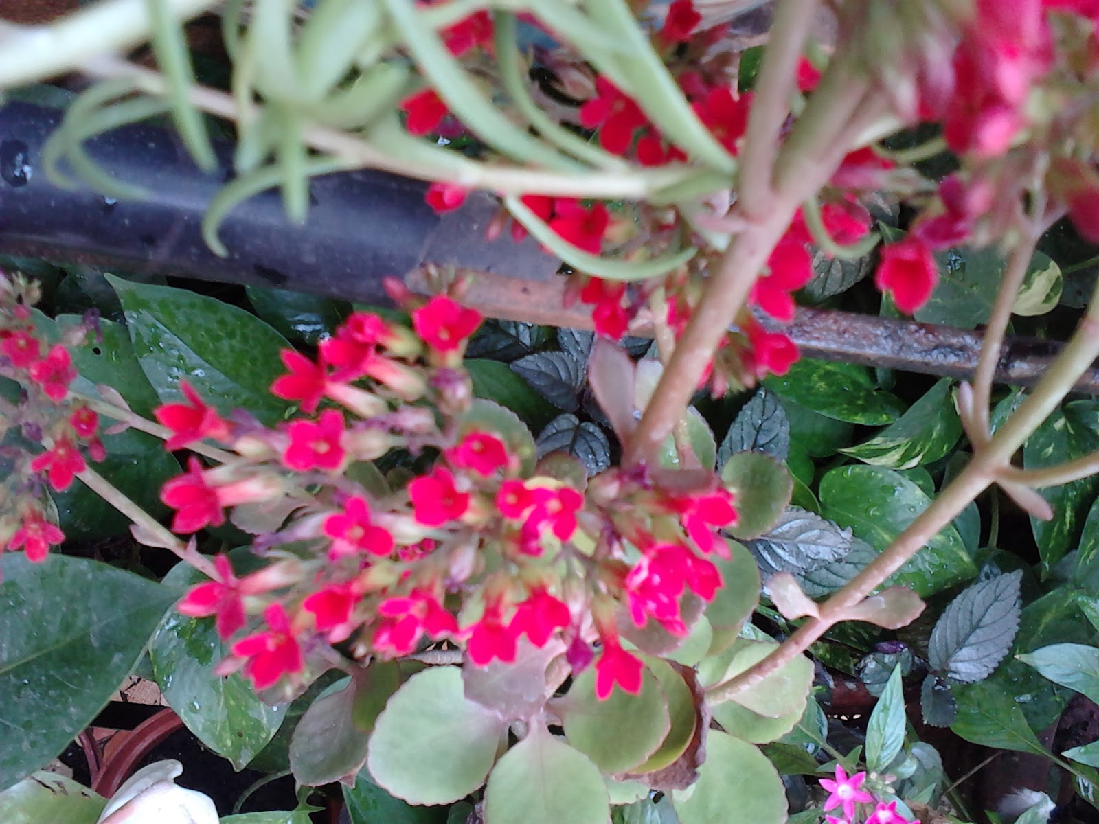 Garden Care Simplified Two different Succulents Kalanchoe Plants and