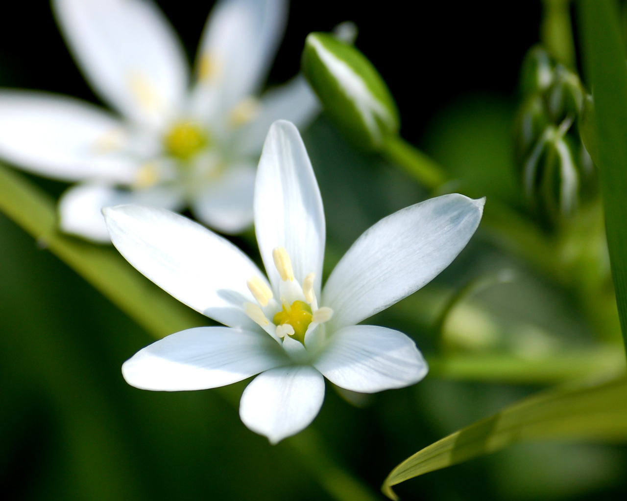 Flower Wallpaper Download Flower Wallpaper Download