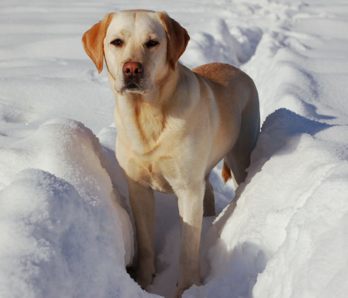 All List Of Different Dogs Breeds The Labrador Dog “Lab”