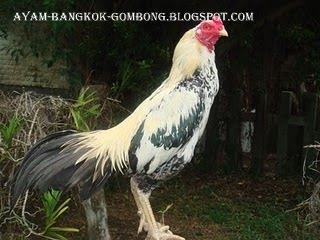 Ayam Aduan Burma