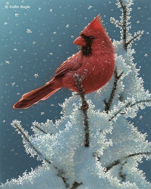 21-Cardinal-Collin-Bogle-Animal-Wildlife-in-Art-www-designstack-co