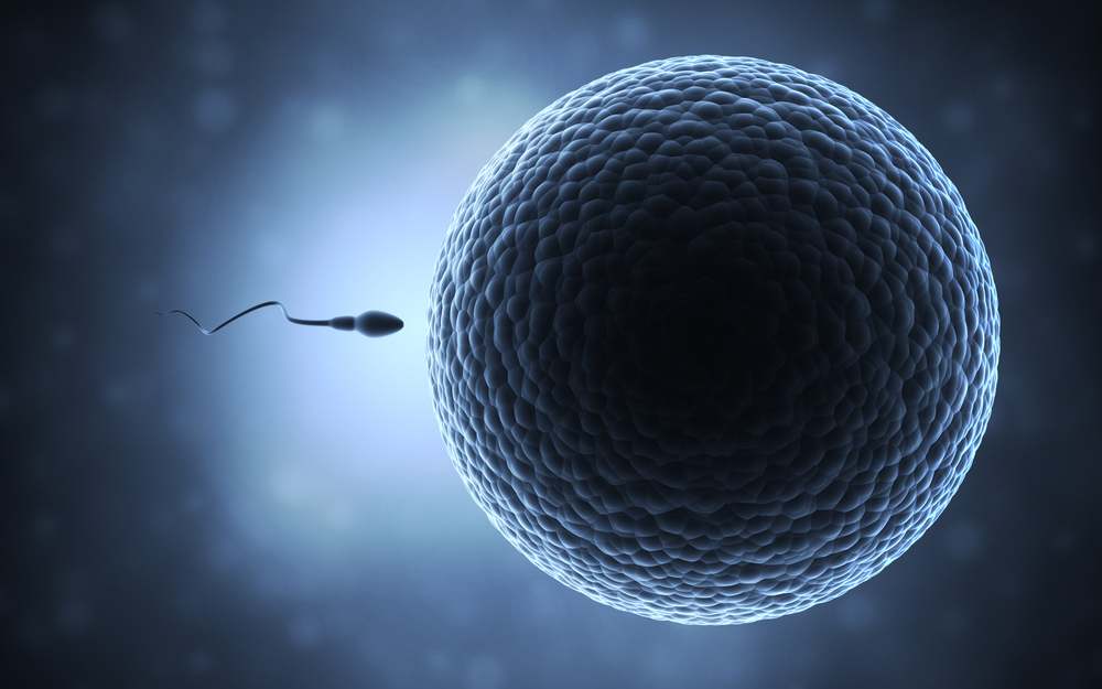 Gametos:ovocitos y espermatozoide