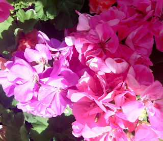 Geraniums at Stein Your Florist Co.