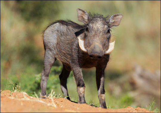 Warthog | Animal Wildlife