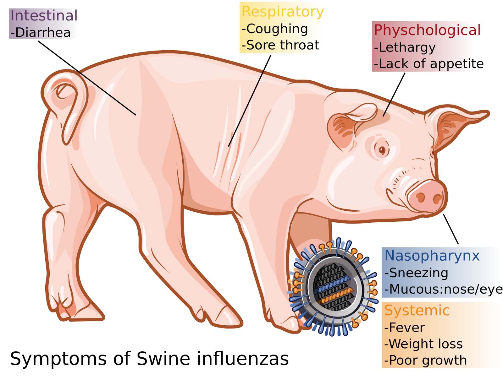 Blog de Toxifier Be aware of Swine Flu & its symptoms Random Wednesday