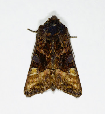 Small Angle Shades Euplexia lucipara