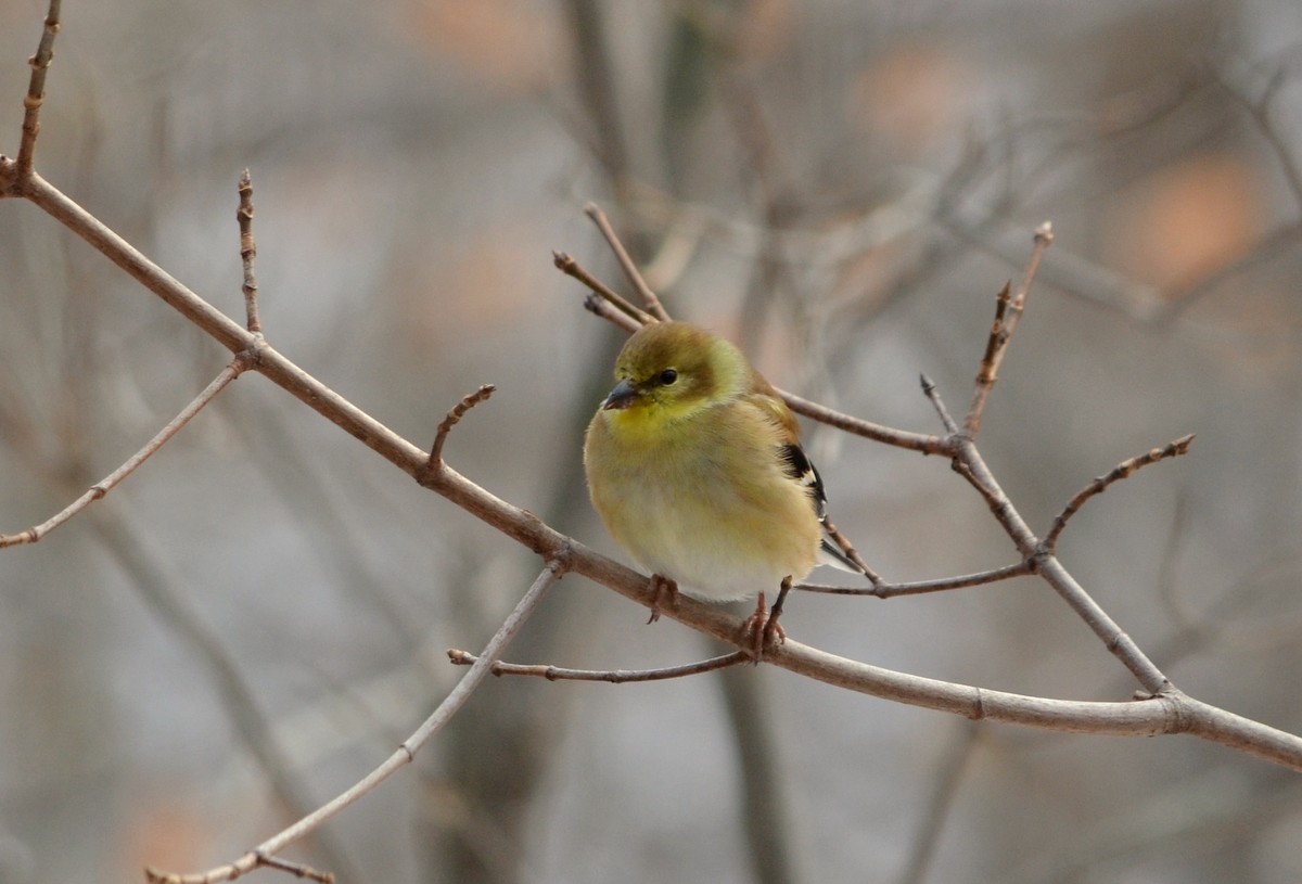 Woods Walks and Wildlife: Pine Siskins and American Goldfinches