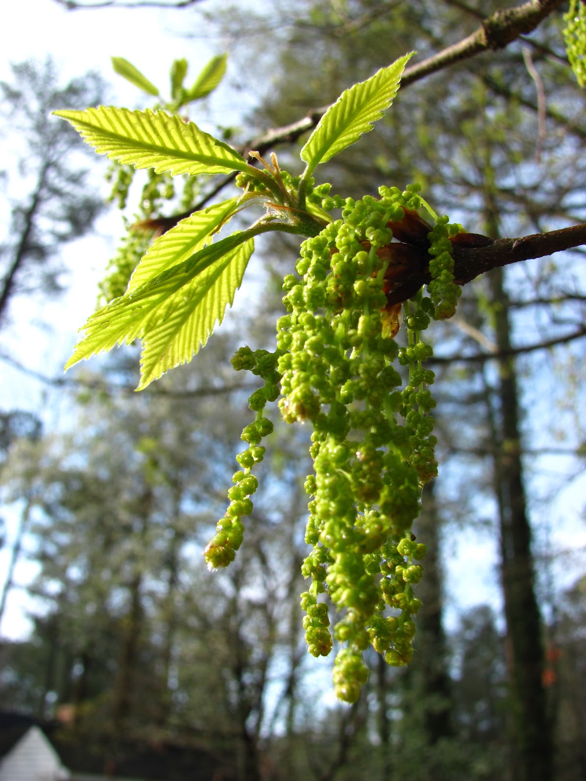 Ginny's garden "The year's at the spring"