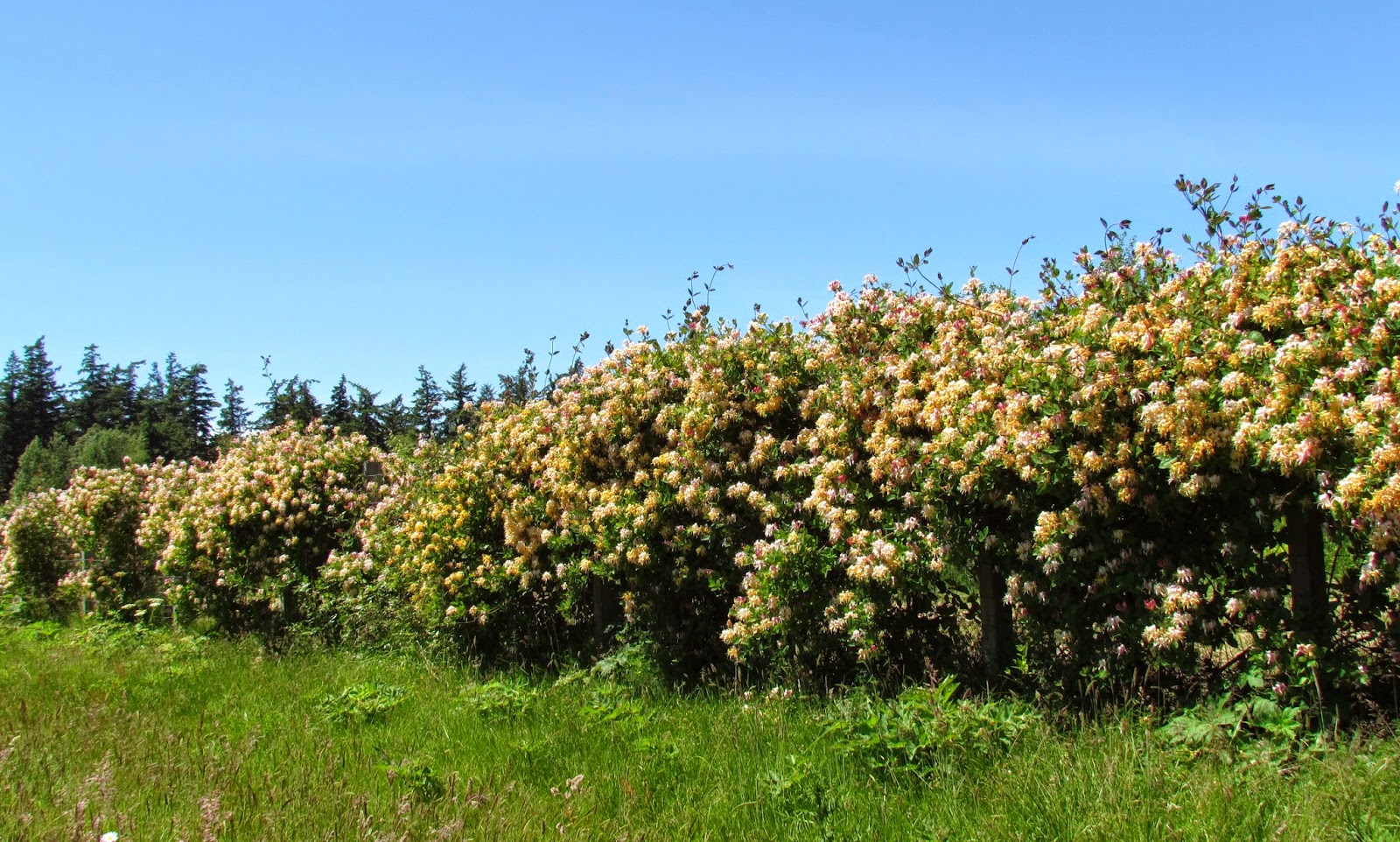 Scene Through My Eyes Honeysuckle Hedge on Guemes Island