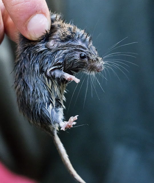 Short-tailed Vole, Microtus agrestis. Jubilee Country Park, 15 November 2015. Short-tailed Vole, Microtus agrestis. Jubilee Country Park, 15 November 2015.