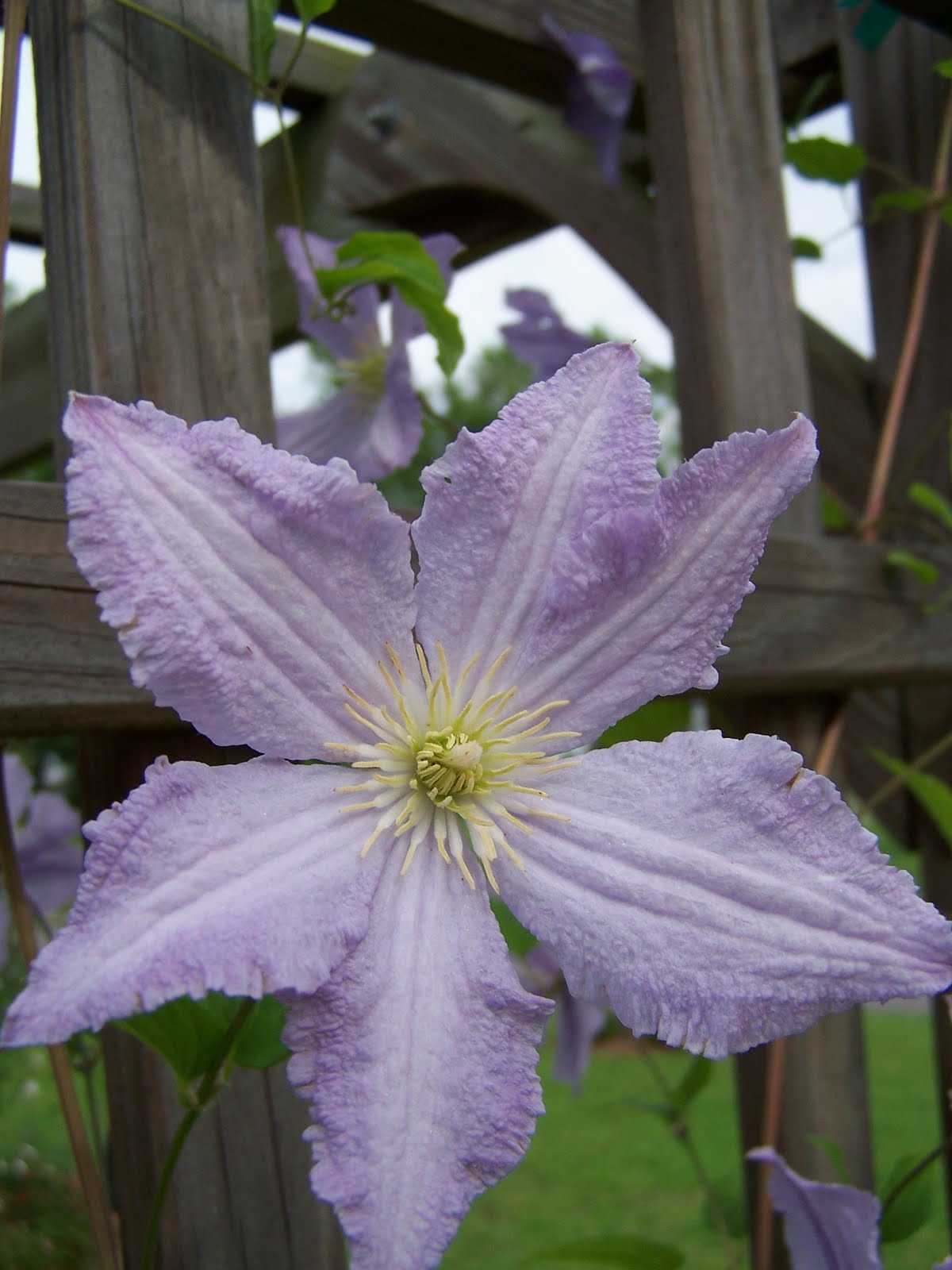 Henny Penny Rose Cottage Some pictures from around the yard
