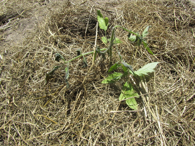 did frost damage my tomatoes ONE HUBCAP FARM Blythewood, SC