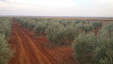 Harvesting olive trees